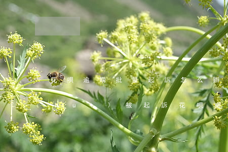 花唄逾期批量起訴怎么辦(花唄逾期多久會(huì)被起訴?花唄逾期被起)