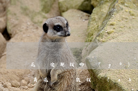 花唄逾期找哪個(gè)部門協(xié)商(花唄還款找誰(shuí)協(xié)商)