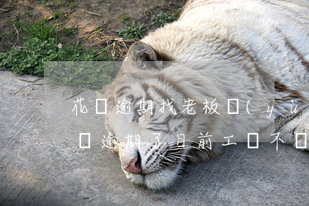 花唄逾期找老板預(yù)支工資(花唄和借唄逾期了,目前工資不夠還怎么辦?)