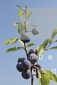 花唄逾期把支付寶卸載了-花唄逾期把支付寶卸載了怎么恢復(fù)