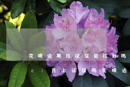 花唄逾期拉征信能拉到嗎(花唄逾期兩個(gè)月上征信嗎?花唄逾期有什么后果)