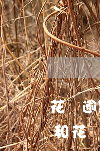 花唄逾期捷信不能通過嗎(捷信逾期征信黑了和花唄漲額度有關(guān)系嗎)