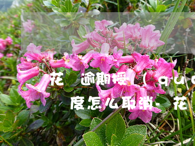 花唄逾期授權(quán)凍結(jié)額度怎么取消-花唄逾期授權(quán)凍結(jié)額度怎么取消不了