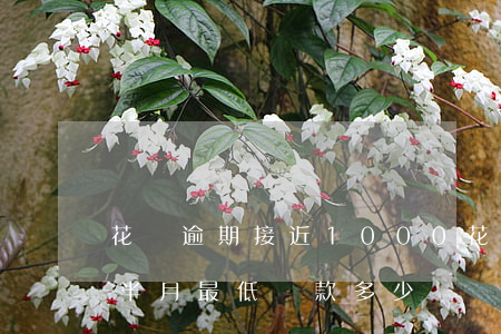 花唄逾期接近1000(花唄欠1000逾期半月最低還款多少?)
