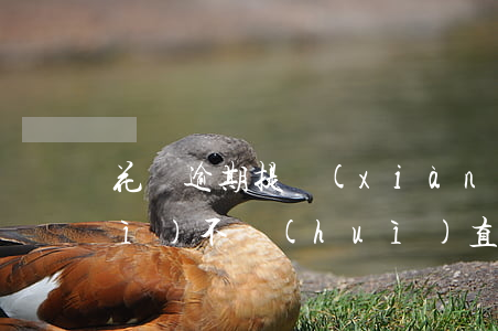 花唄逾期提現(xiàn)支付寶會(huì)不會(huì)直接到花唄-花唄逾期提現(xiàn)支付寶會(huì)不會(huì)直接到花唄里