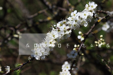 花唄逾期換不上怎么辦(花唄到期了還不上怎么辦)