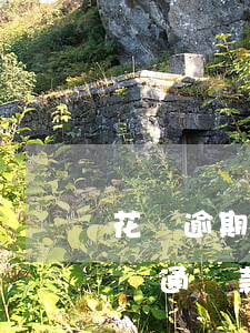 花唄逾期換完了怎么開機(jī)(花唄重新開通還款日變了)
