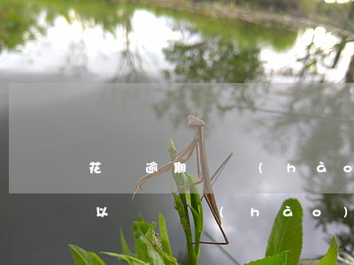 花唄逾期換號(hào)碼可以換嗎(花唄可以換賬號(hào)嗎)