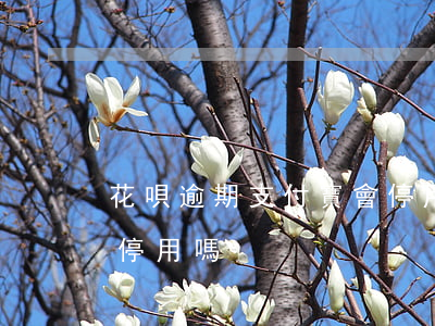 花唄逾期支付寶會停用嗎(花唄逾期支付寶會停用嗎)