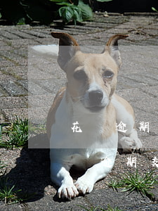 花唄逾期支付寶還能存錢(qián)-花唄逾期支付寶還能存錢(qián)嗎