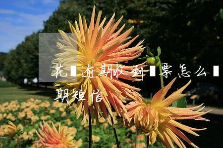 花唄逾期收到傳票怎么辦(支付寶花唄收到逾期短信)