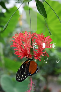 花唄逾期收到律師函費(fèi)用誰承擔(dān)-花唄逾期收到律師函費(fèi)用誰承擔(dān)呢
