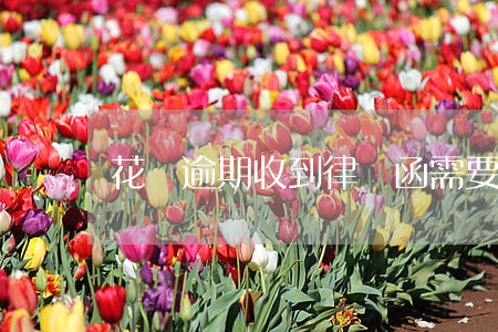 花唄逾期收到律師函需要全部還清