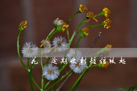 花唄逾期收到短信被起訴