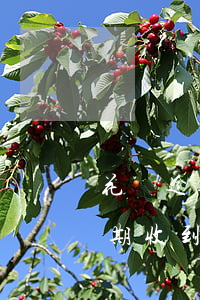 花唄逾期收到訴前通告短信怎么辦-花唄逾期收到訴前通告短信怎么辦呢