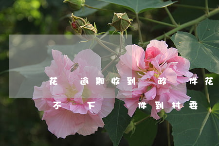 花唄逾期收到郵政郵件(花唄逾期時間長了會不會下達郵件到村委會)