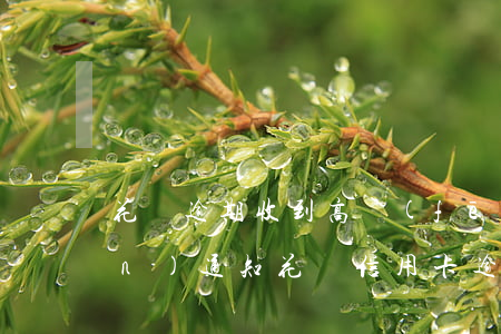 花唄逾期收到高風(fēng)險(xiǎn)通知(花唄信用卡逾期后果)