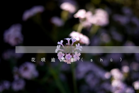 花唄逾期數(shù)