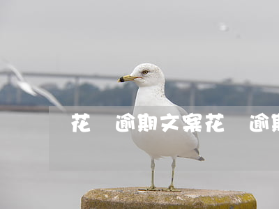 花唄逾期 文案(花唄逾期 文案)