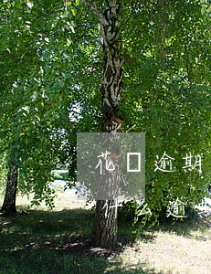花唄逾期是什么樣子的(花唄顯示逾期不知道什么逾期了怎么處理)