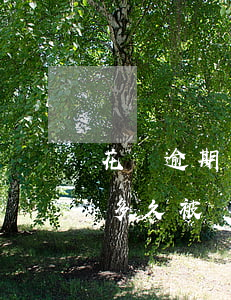 花唄逾期時間長被凍結(jié)(花唄逾期多久被關(guān)停支付寶)
