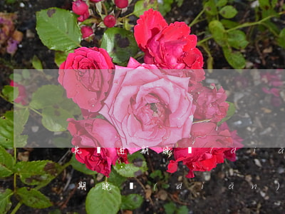 花唄逾期晚點(diǎn)還可以嗎（花唄逾期晚點(diǎn)還可以嗎）