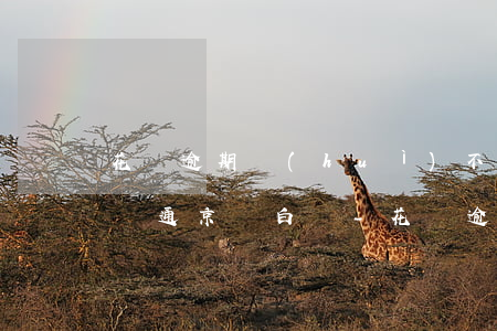 花唄逾期會(huì)不會(huì)影響開通京東白條-花唄逾期會(huì)不會(huì)影響開通京東白條呢