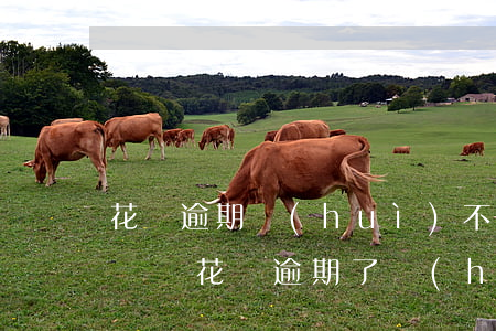 花唄逾期會(huì)不會(huì)班通訊錄(花唄逾期了會(huì)給通訊錄的人打電話嗎)