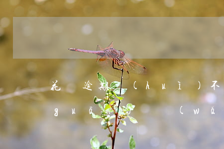 花唄逾期會(huì)不會(huì)關(guān)閉網(wǎng)上還款通道-花唄逾期會(huì)不會(huì)關(guān)閉網(wǎng)上還款通道呢