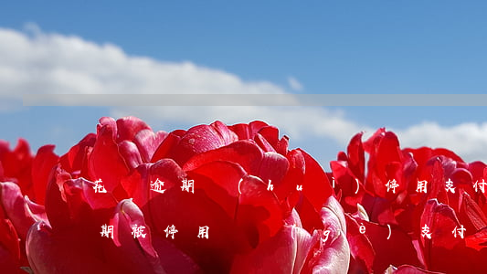 花唄逾期會(huì)停用支付寶嗎（花唄逾期被停用換個(gè)支付寶）