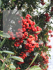 花唄逾期會(huì)凍結(jié)微信(花唄逾期會(huì)凍結(jié)微信零錢么)