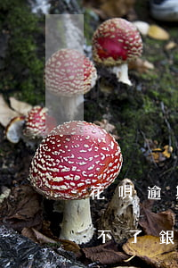 花唄逾期會(huì)導(dǎo)致辦理不了銀行卡么-花唄逾期會(huì)導(dǎo)致辦理不了銀行卡么