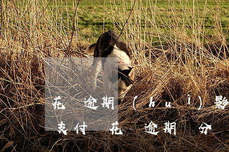 花唄逾期會(huì)影響信譽(yù)嗎(支付寶花唄逾期幾分鐘會(huì)不會(huì)影響信譽(yù))