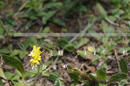花唄逾期會(huì)影響分期嗎(花唄分期付款有影響嗎)