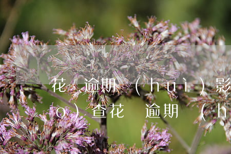 花唄逾期會(huì)影響背景調(diào)查(花唄逾期會(huì)影響背景調(diào)查)
