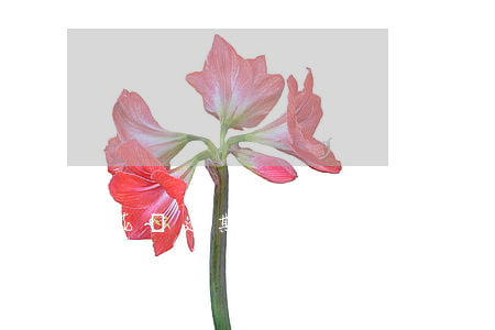 花唄逾期會(huì)從銀行卡嗎(花唄逾期,轉(zhuǎn)賬到銀行卡里會(huì)自動(dòng)扣款嗎)