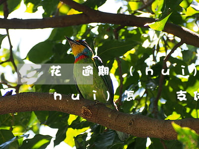 花唄逾期會(huì)怎樣-花唄逾期會(huì)怎樣讓支付寶余額不被扣款