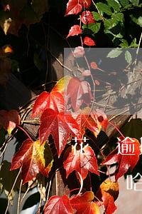 花唄逾期會(huì)扣哈羅車費(fèi)嗎(哈啰出行支持花唄付款嗎)