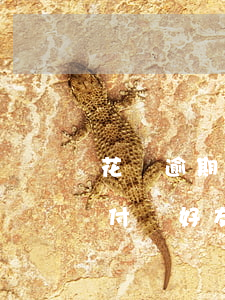 花唄逾期會(huì)聯(lián)系支付寶好友嘛（花唄逾期會(huì)聯(lián)系支付寶好友嘛）