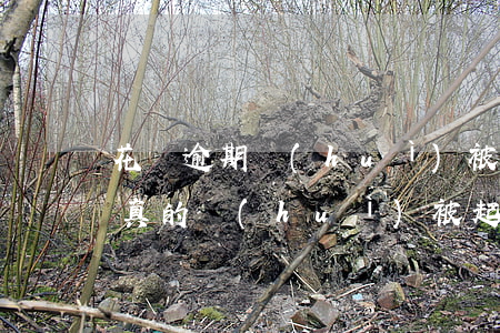 花唄逾期會(huì)被人起訴嗎(花唄逾期真的會(huì)被起訴追究刑事責(zé)任嗎)