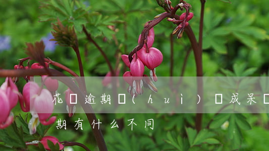 花唄逾期會(huì)變成呆賬嗎(呆賬和逾期有什么不同)