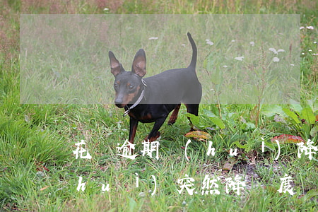 花唄逾期會(huì)降低額度嗎(花唄會(huì)突然降額度嗎)