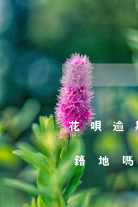花唄逾期會上戶籍地嗎(花唄催款真的會上戶籍地嗎)