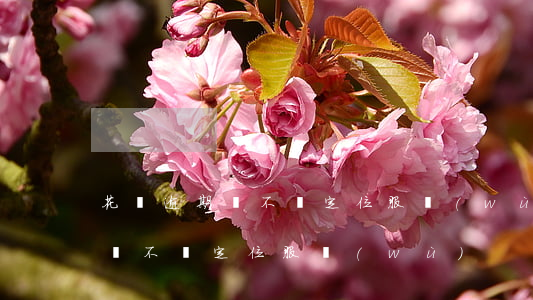 花唄逾期會不會定位服務(wù)(花唄逾期會不會定位服務(wù))