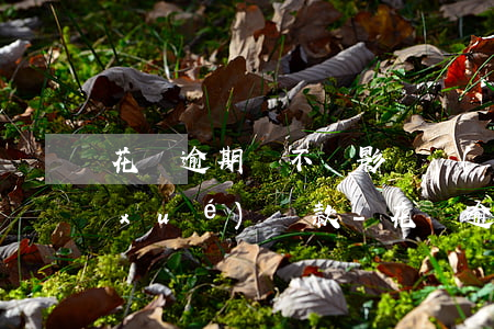 花唄逾期會不會影響學(xué)生助學(xué)貸款-花唄逾期會不會影響學(xué)生助學(xué)貸款?