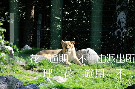 花唄逾期會不會由派出所調(diào)查處理-花唄逾期會不會由派出所調(diào)查處理呢