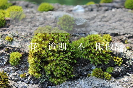 花唄逾期會不會限做高鐵(沒還花唄影響坐高鐵嗎)