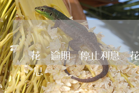 花唄逾期會停止利息嗎(花唄不逾期 貸款有利息)