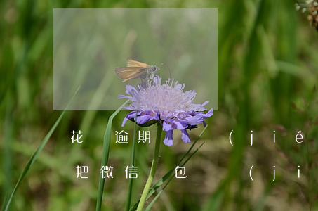 花唄逾期會凍結(jié)微信嗎(欠花唄會把微信錢包凍結(jié)嗎)