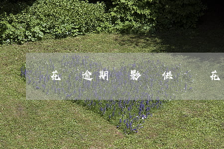 花唄逾期會影響供車嗎(花唄會影響車貸嗎)